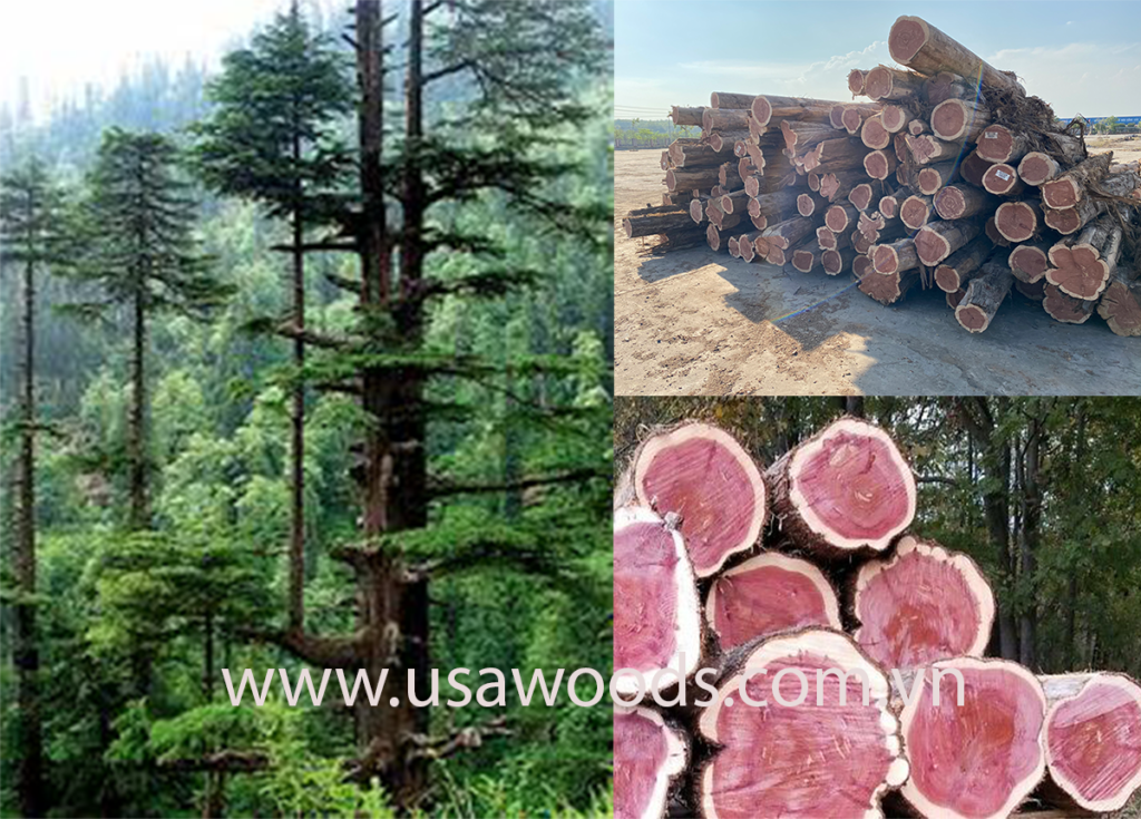 Cedar.usawoods.com.vn